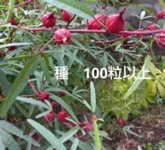 ローゼル種　100粒 以上