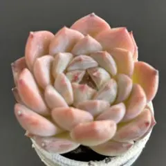 Merle様 リクエスト 2点 まとめ商品