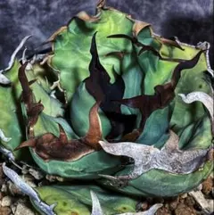 2026年最新】アガベ豆豆龍の人気アイテム - メルカリ