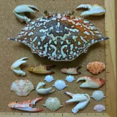 2026年最新】カニ 標本の人気アイテム - メルカリ