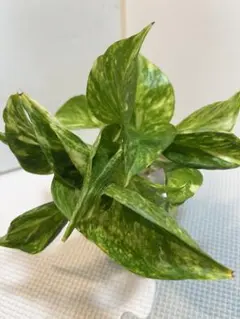 saba様 リクエスト 2点 まとめ商品