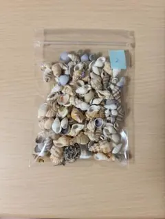 天然貝 50g 巻貝 マイマイ 二枚貝 等