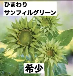 ❤️希少！ひまわり F1 サンフィル グリーン種 １０粒