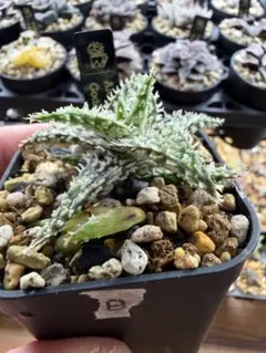 2026年最新】AGAVE godzillaの人気アイテム - メルカリ