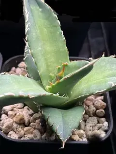 2025年最新】ジャガーノート ハイブリッドの人気アイテム - メルカリ