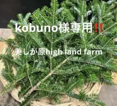 北海道産　ヤドリギ　特大！親木付き ヤドリギno.60 親木付き