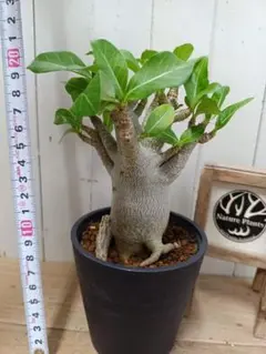 大株 アデニウム 根上 5号 - メルカリ