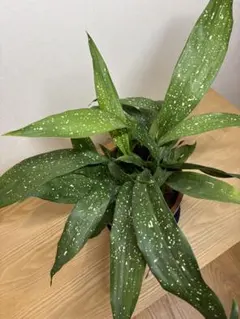 2025年最新】ハラン 斑入りの人気アイテム - メルカリ