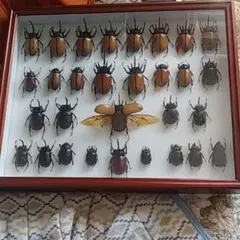 アトラス　ゴホンヅノ　標本セット 楽天市場】ゴホンツノカブト標本の通販