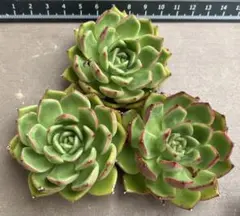 ロフォミルタス様 リクエスト 3点 まとめ商品