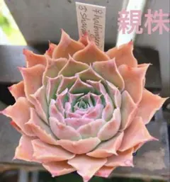 2026年最新】エケベリア ハルビンゲリの人気アイテム - メルカリ