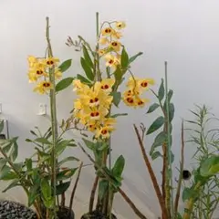 台湾黄花セッコク （セッコク 山野草 風蘭） - メルカリ