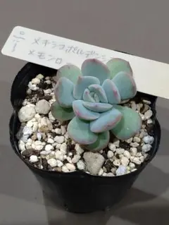 miso苗⭐️メキポル×(ヒューミリス×(ライオネス×コロラータ))⭐️ミソ苗 2025年最新】ミソップ ミソ苗の人気アイテム - メルカリ