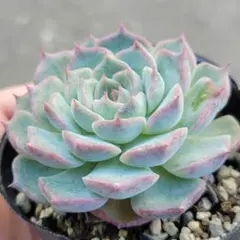 クゥとチャチャ様 リクエスト 2点 まとめ商品