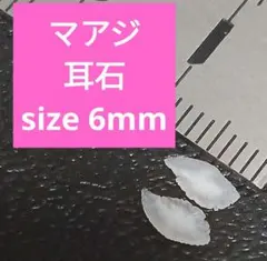 マアジ 耳石 お守りパワーストーン天然石宝石開運受験生物学 F77