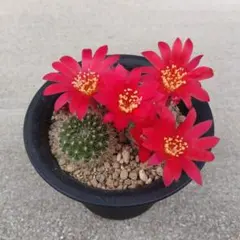 多肉植物 八重花サボテン 紅花緋花玉 （実生）開花球 抜き苗 - メルカリ