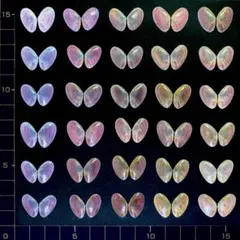 桜貝【合貝】30組(穴無し) ㉔