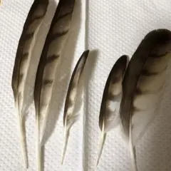 サシバの羽根　5枚