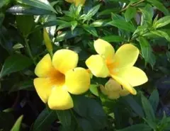 2026年最新】アラマンダ苗の人気アイテム - メルカリ