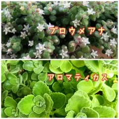 《 多肉植物 》ブロウメアナ アロマティカス カット苗MIXセット
