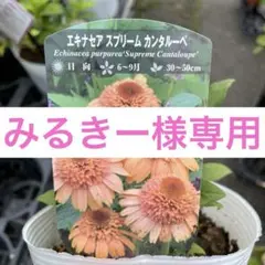 みるきー様専用のサムネイル