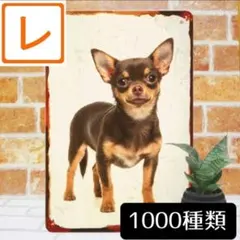 デザイン看板A4】チワワ チョコタン 犬★ポスター絵ブリキ看板 雑貨インテリアのサムネイル