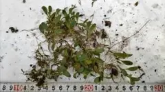 2026年最新】野生蘭の人気アイテム - メルカリ