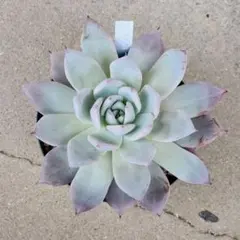 2025年最新】メキシカンジャイアント×ざわわの人気アイテム - メルカリ