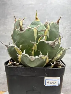 M*力様 アガベ チタノタ「白鯨錦」極上株 白中斑入り 希少種 アガベ チタノタ ''白鯨錦' 白覆輪 Agave titanota 'White Whale