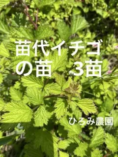 苗代イチゴの苗、3苗です、農薬不使用、草イチゴ、木苺、ラズベリー