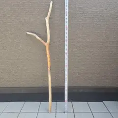 希少 樹齢150〜200年 杉枝 約91cm 鑑賞 庭 インテリア 骨董 華道