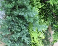 カット枝セット⑤ アレンジメント材料　リース材料