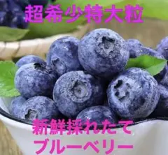 最高級採れた新鮮ブルーベリー　超希少激甘特大秀品　新入荷当日発送　ラスト2点