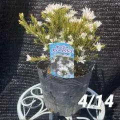 chibo様 リクエスト 2点 まとめ商品