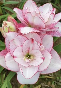 札落ち❣️どちらの花が咲くかはお楽しみ アマリリス 大株 球根1個