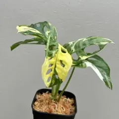 【特選美麗】モンステラ　アダンソニー　斑入りのサムネイル