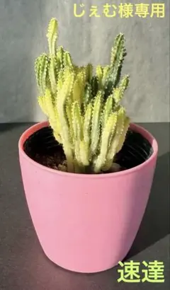 【じぇむ様専用】セレウスサボテン ペルヴィアナス 斑多め　◻︎抜き苗◻︎ 速達