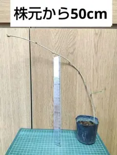 2026年最新】アケビ蔓の人気アイテム - メルカリ