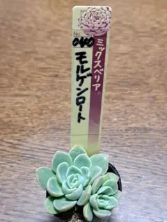 2025年最新】おらいさん苗 円の人気アイテム - メルカリ