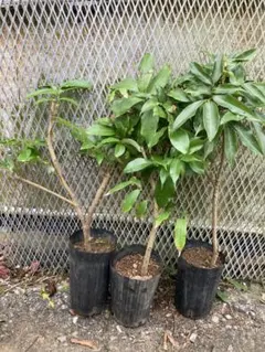 レイシ ライチ 取り木苗 台湾玉荷苞 - メルカリ