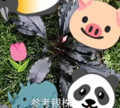 ブセファランドラ sp. 