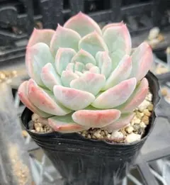 ちょこたん様 リクエスト 6点 まとめ商品