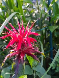 もりのわ絵本古書店&もりのわ畑のお裾分け様 リクエスト 2点 まとめ商品