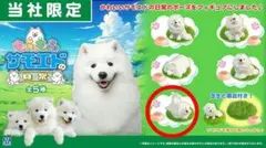 2026年最新】サモエドの人気アイテム - メルカリ