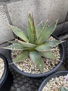アガベ プロトアメリカーナ　レモンライム 大株 アガベ』【アメリカーナ ssp. プロトアメリカーナ レモンライム