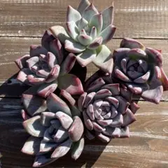 2026年最新】ブラックサバス 多肉植物の人気アイテム - メルカリ