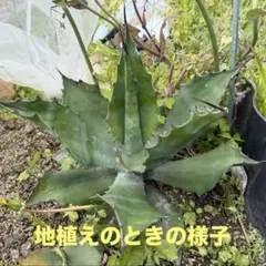 アガベ　サルミアナ　フェロックス　大株　週末値下げ！10日で一旦停止