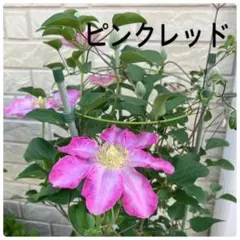 2025年最新】クレマチス 挿し木苗の人気アイテム - メルカリ