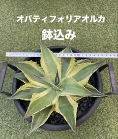 2025年最新】アガベオルカの人気アイテム - メルカリ