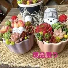 古代シマエナガ♡2個セット♡多肉植物寄せ植え♡そのまま飾れる♡